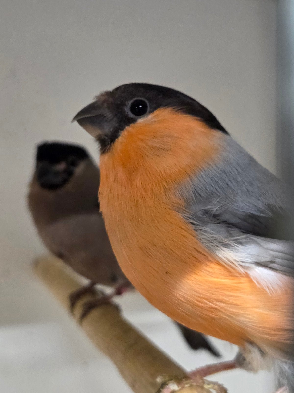 1-1 Noorse goudvink pastel x wildkleur, Dieren en Toebehoren, Vogels | Overige Vogels, Meerdere dieren, Wildzangvogel, Geringd