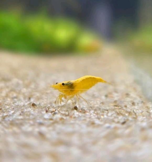 Neocaridina Yellow Backstripe, Dieren en Toebehoren, Vissen | Aquariumvissen, Kreeft, Krab of Garnaal