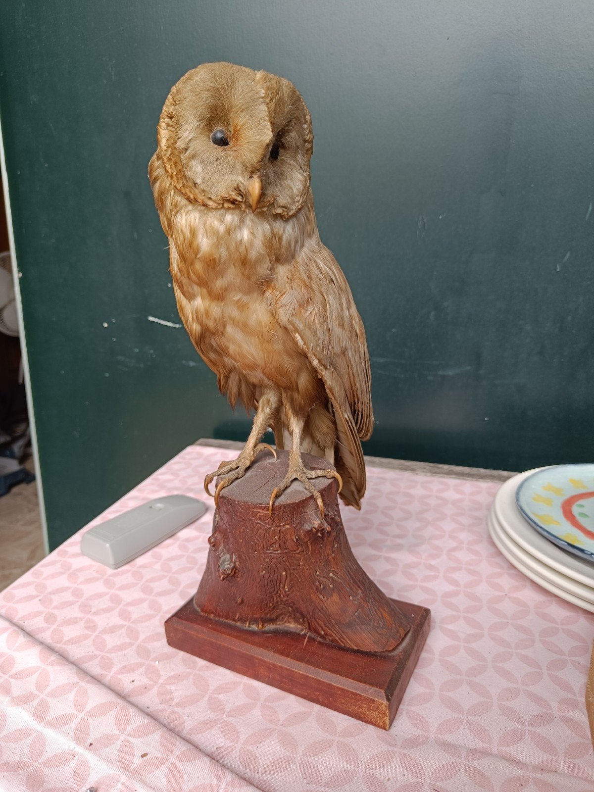 Opgezette Uil - Vintage Decoratie, Ophalen