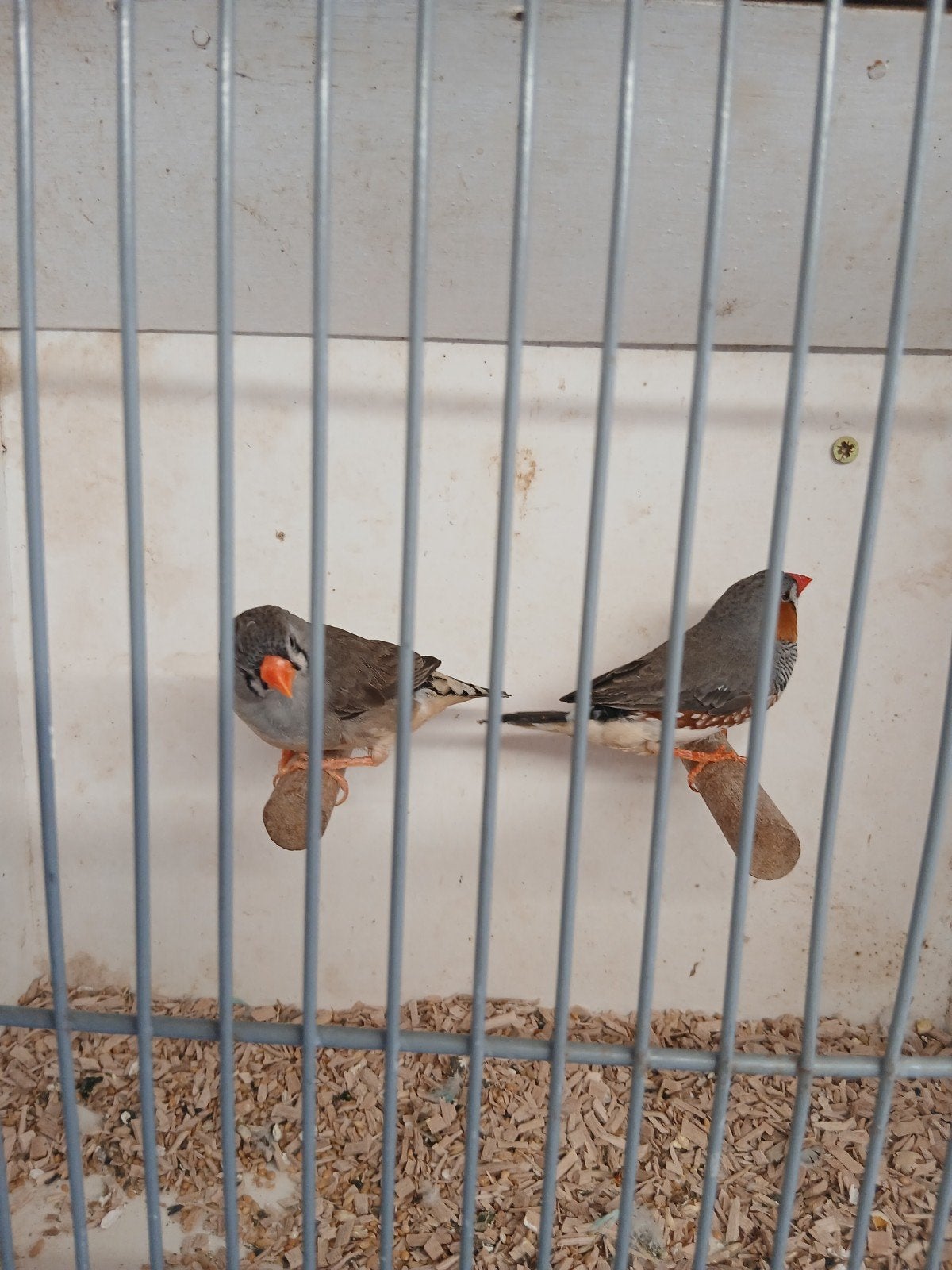 mooie koppels zebra vinken, Meerdere dieren, Tropenvogel