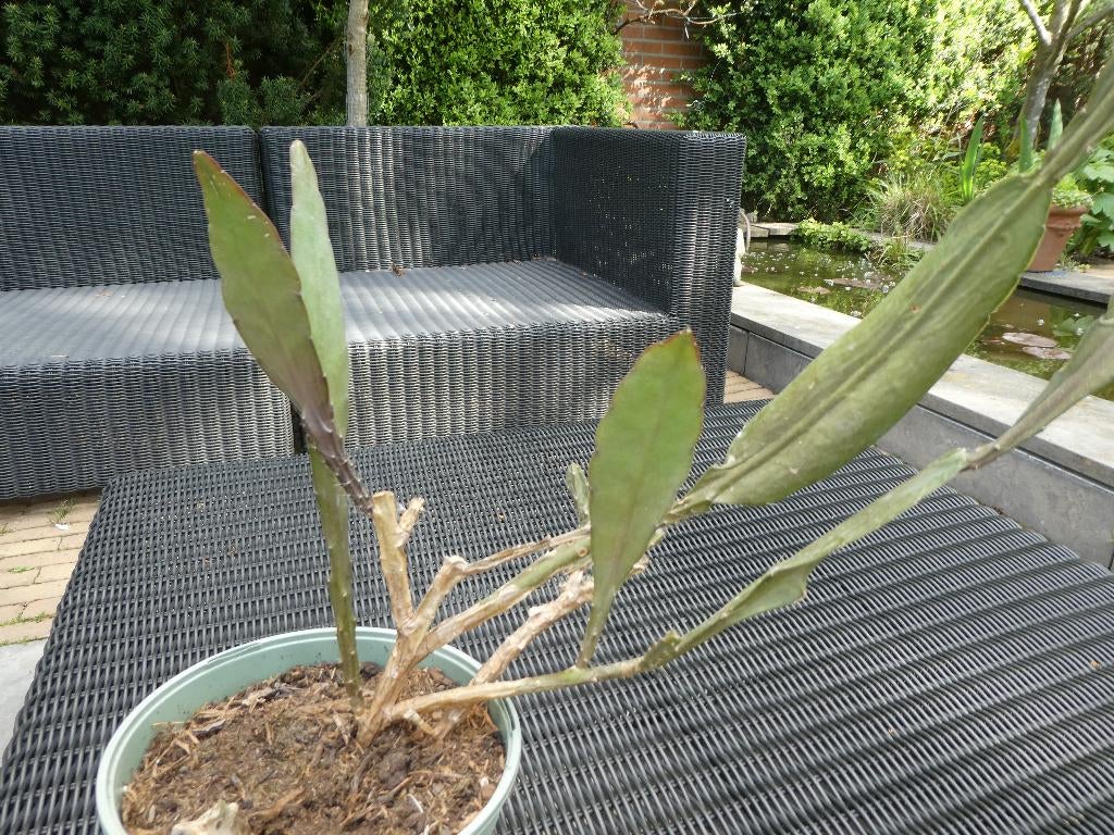 Cactus: Epiphyllum grandiflorum voor euro 7,50!, Ophalen, Cactus, Volle zon, Minder dan 100 cm