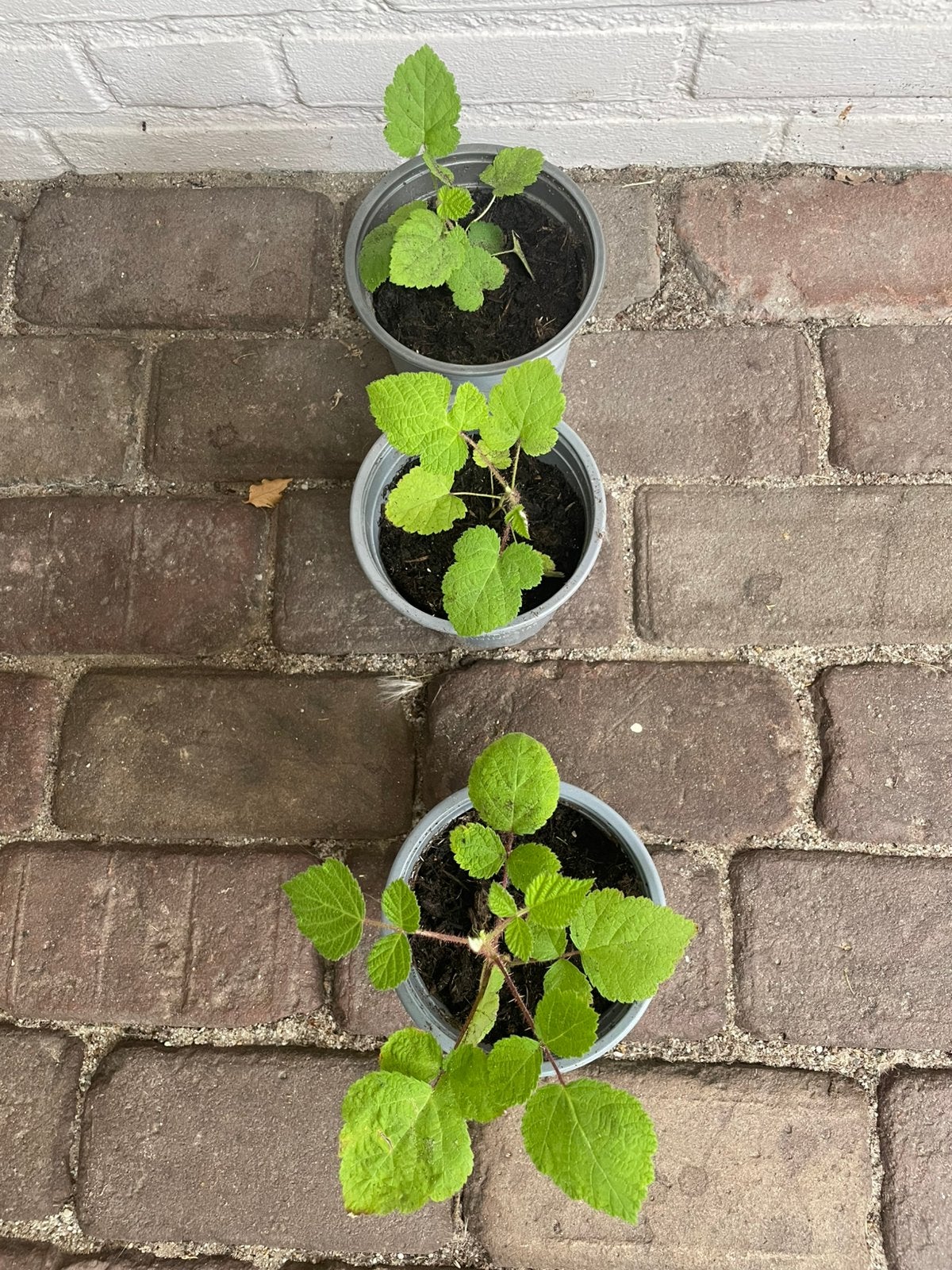 Japanse wijnbes planten, 3 stuks voor 6 euro, Ophalen, Eenjarig, Overige soorten, Volle zon