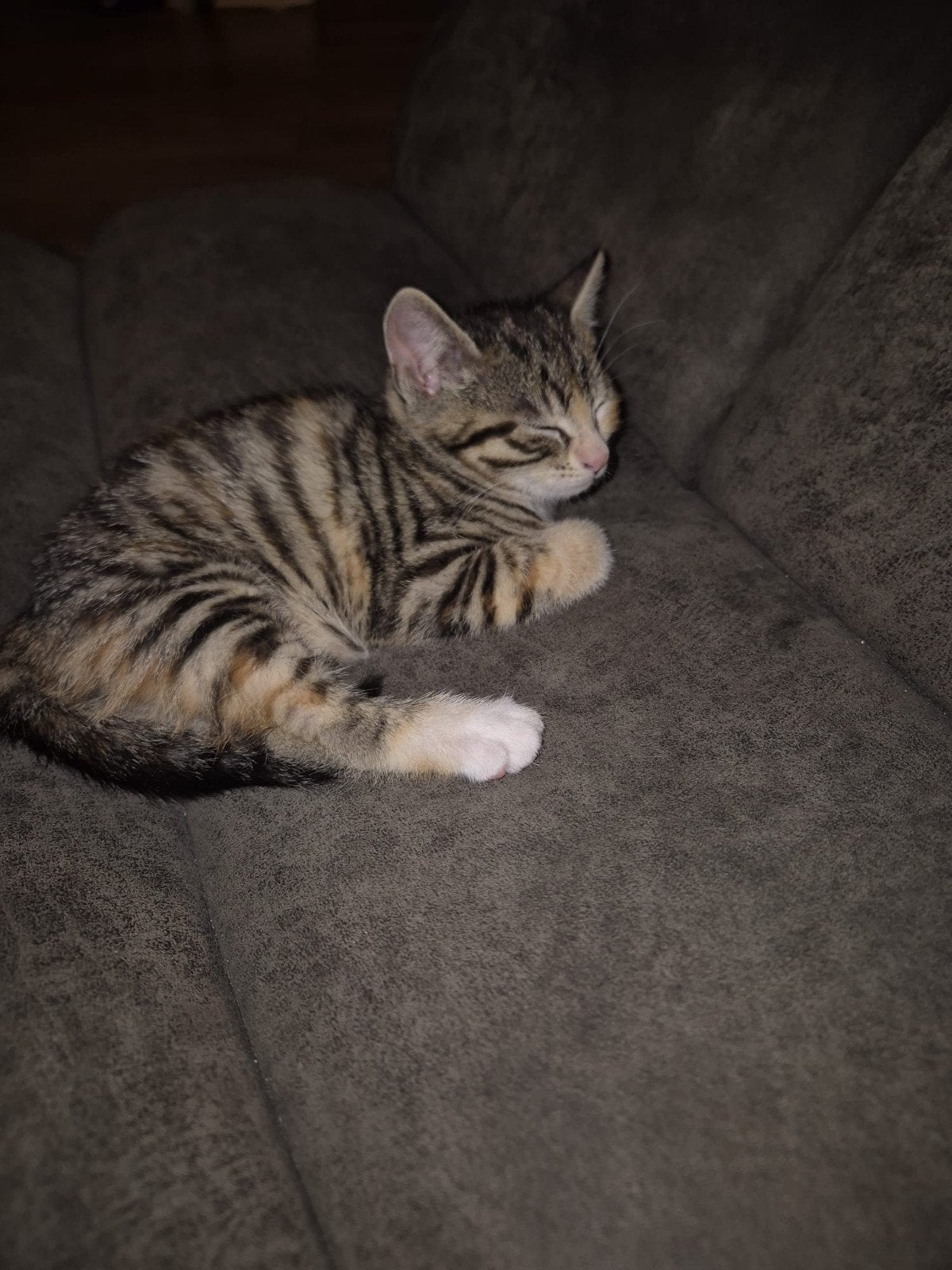 lieve kwart Bengaalse kittens, Meerdere dieren, Kortharig, 0 tot 2 jaar