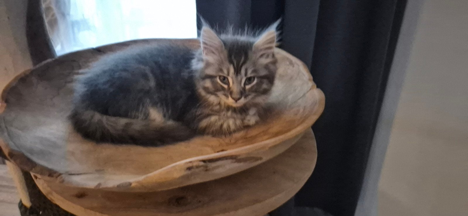 2 lieve main coon kruisings, Meerdere dieren, Gechipt, 0 tot 2 jaar