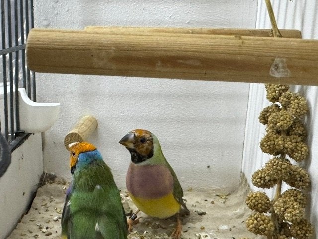 Gouldamadines, koppel OK-PB, Dieren en Toebehoren, Meerdere dieren