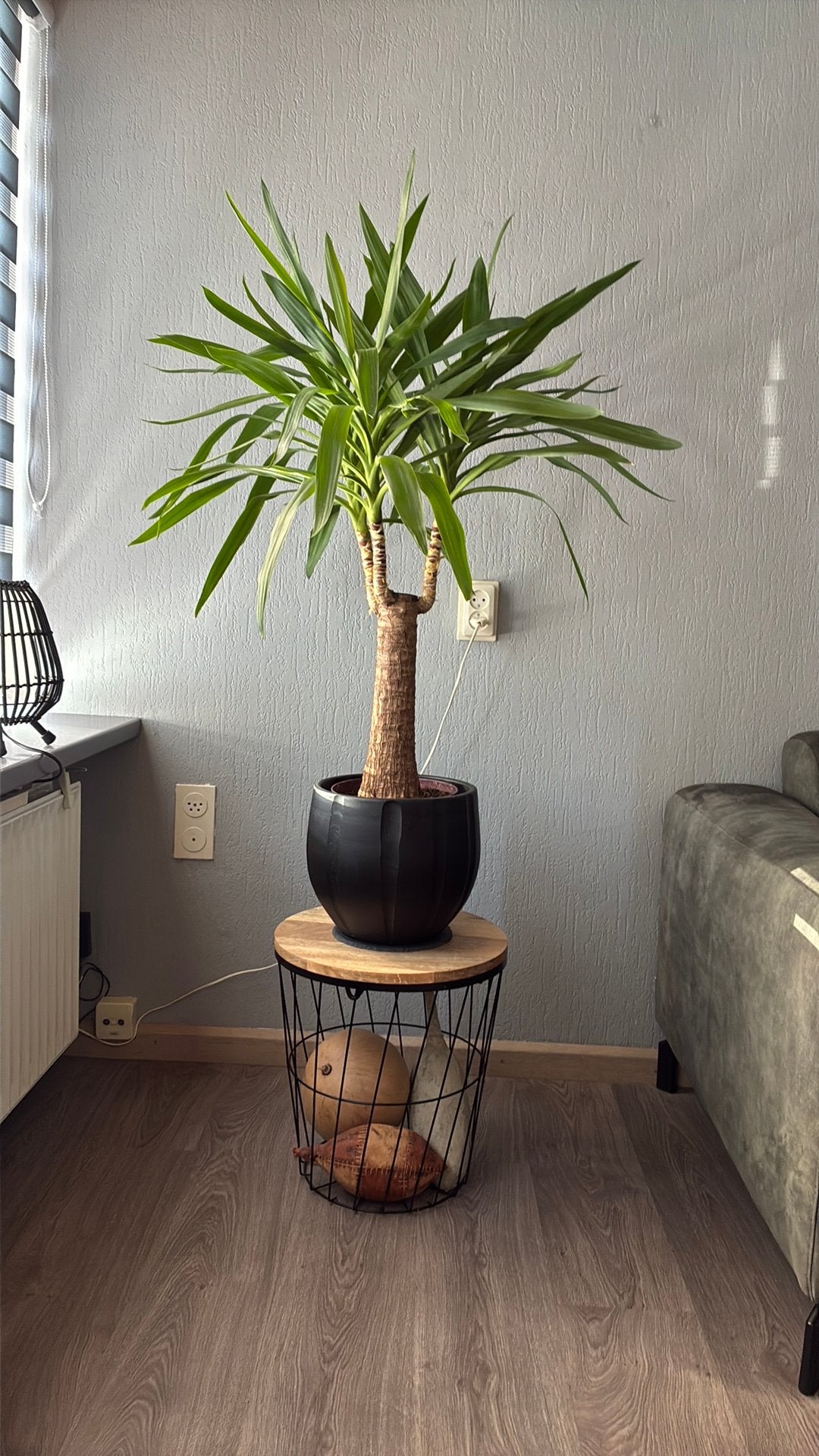 Yucca kamerpalm, Ophalen, Yucca, Halfschaduw, 100 tot 150 cm