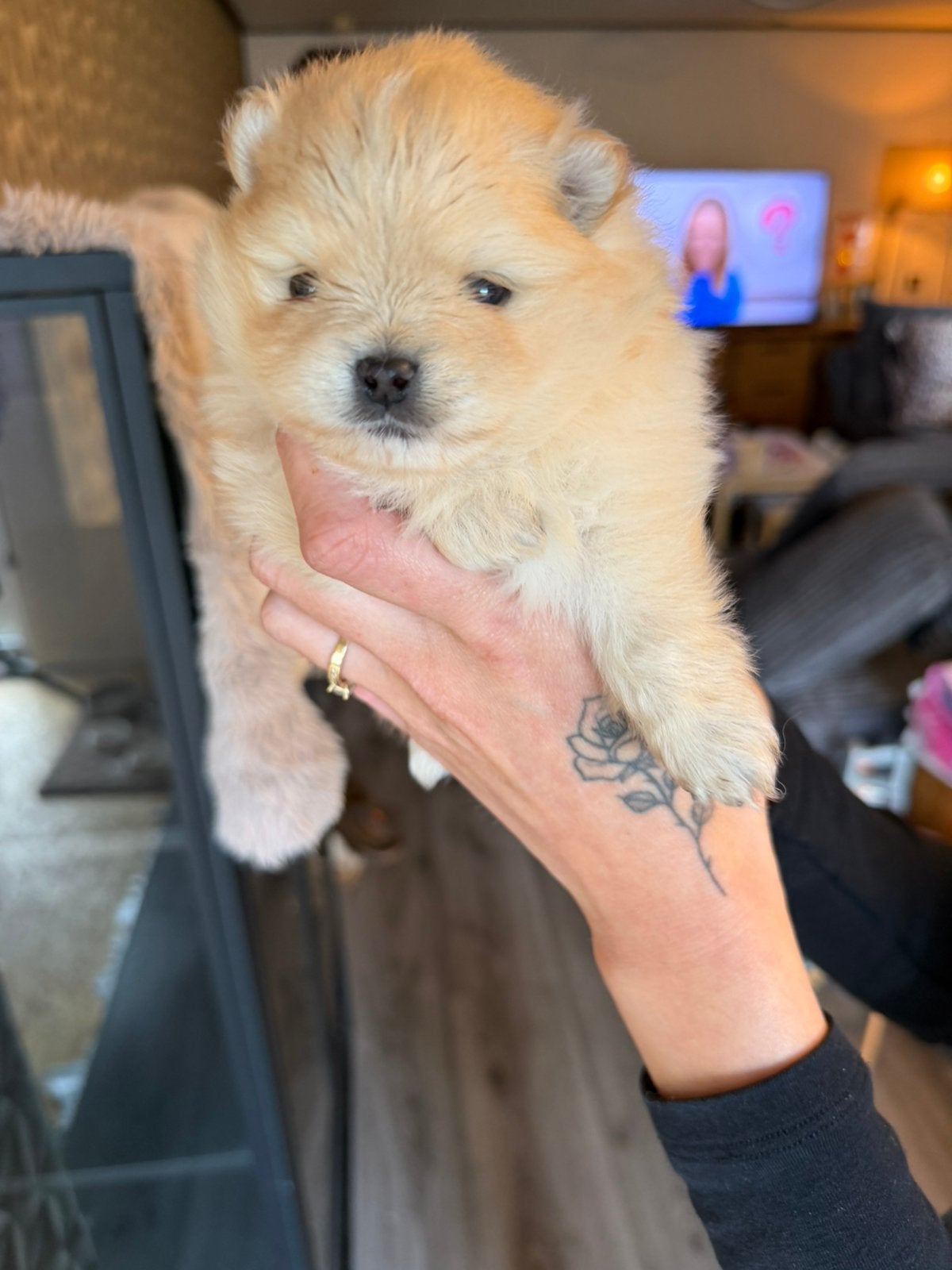 Pomeriaan puppy, Keeshond, 8 tot 15 weken, Teef, Eén hond