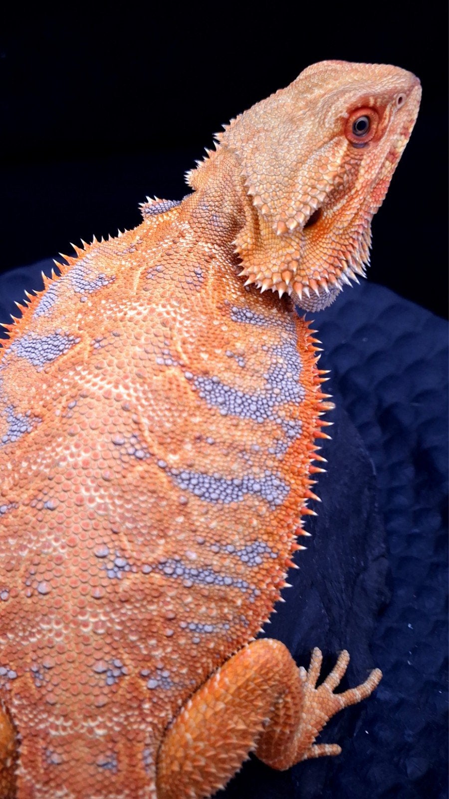 50% Red Monster Purple Tiger het. Witblits/Hypo Baardagaam Bearded Dragon photo 4