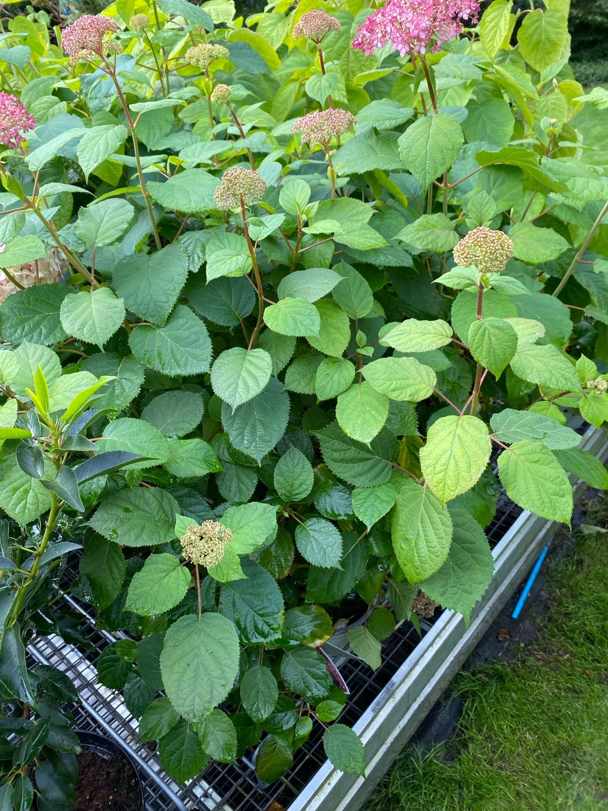 Laatste Hortensia Annabelle - nu slechts €10 per stuk!, Vaste plant, Halfschaduw, Zomer, Ophalen