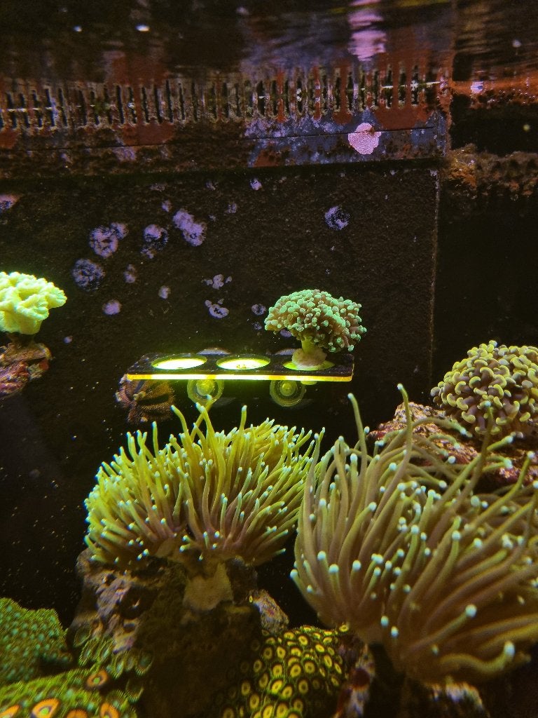 Euphyllia Paraancora ultra neon koraal, Ophalen, Nieuw, Gevuld zeewateraquarium