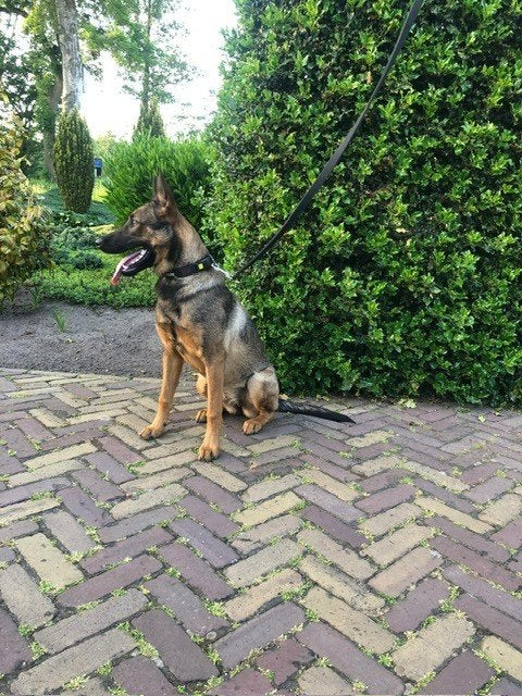 Mechelse Herder, Dieren en Toebehoren, Honden | Herdershonden en Veedrijvers, 15 weken tot 1 jaar, Teef, Eén hond, Herder