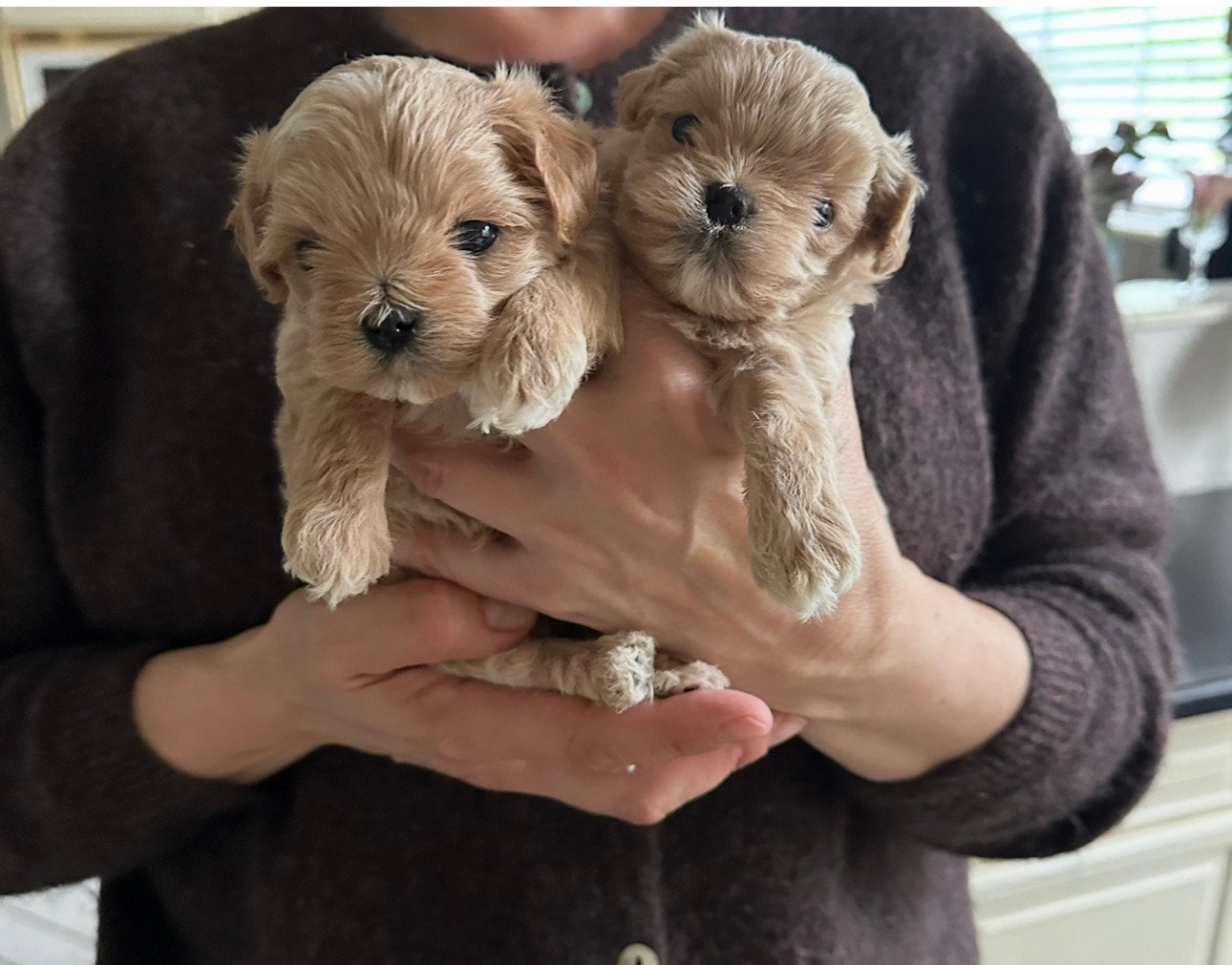 Mini Aziatisch Maltipooe reutjes!Prachtig  crème  kleur !, Dieren en Toebehoren, Poedel, Parvo, Reu, 8 tot 15 weken