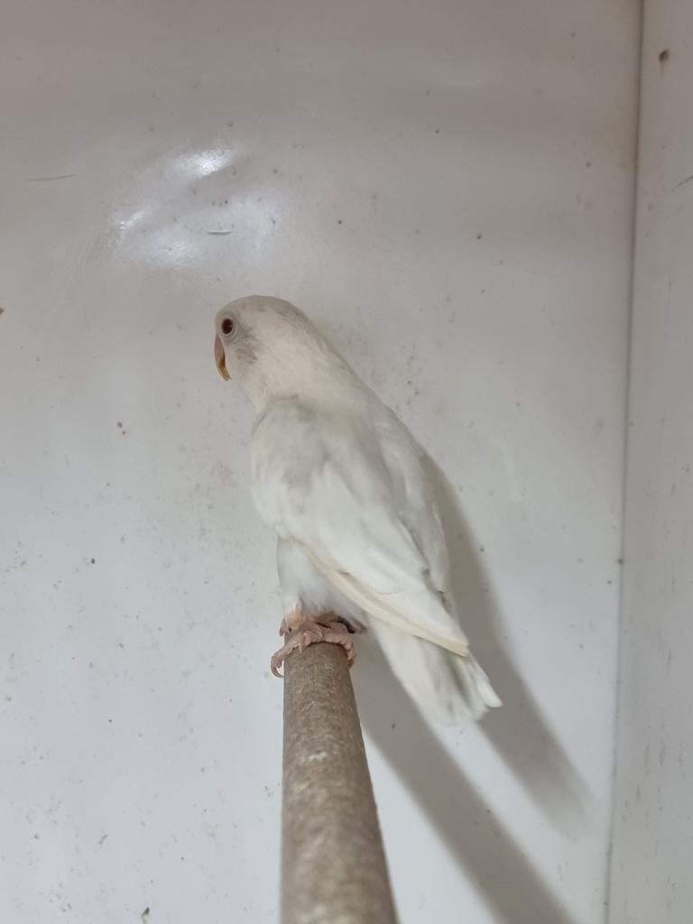 Blauw opaline dilute pale fallow fischeri, Dieren en Toebehoren, Dwergpapegaai of Agapornis, Geringd
