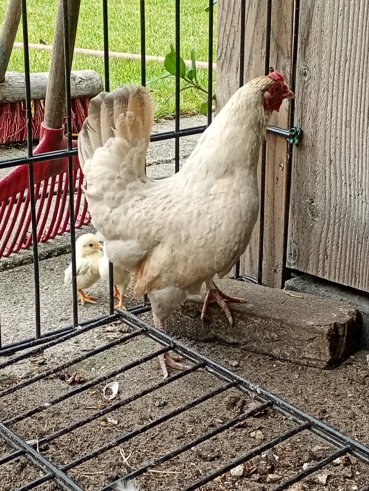 Tekoop serama hen met 3 kuikens, Dieren en Toebehoren, Pluimvee, Meerdere dieren, Kip