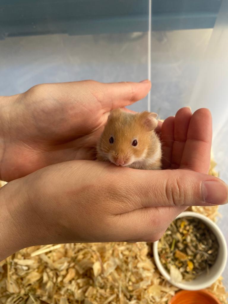Nestje goud/syrische hamsters, Dieren en Toebehoren, Hamster, April, Vrouwelijk, Tam