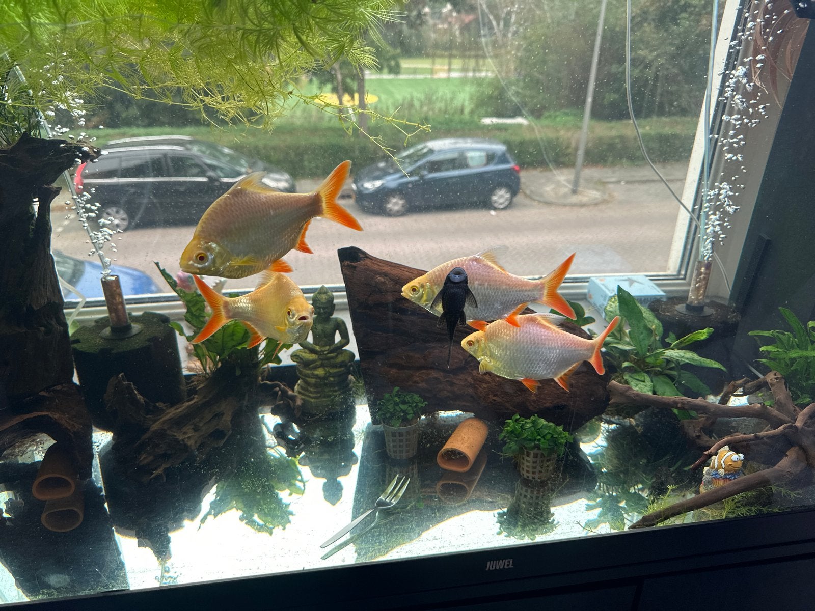 Platinum barbeel Barbonymus schwanenfeldii, Vis, Zoutwatervis, Schoolvis
