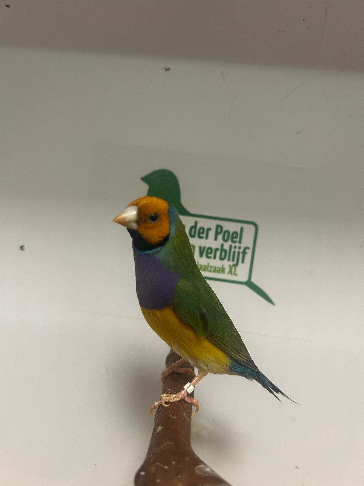 15-15 gouldamadines, Meerdere dieren, Tropenvogel, Geringd