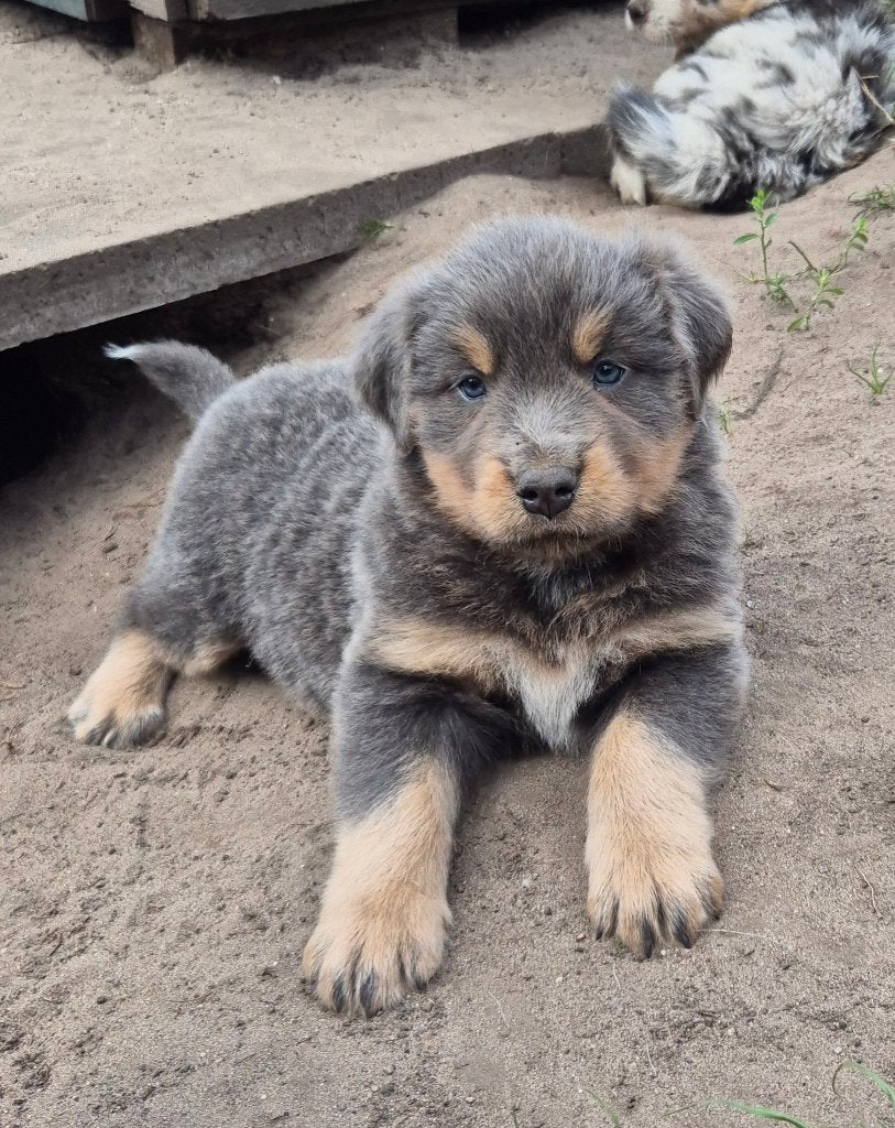 Australian shepherd (3/4) x Berner sennen (1/4) reutje, Nederland, 8 tot 15 weken, CDV (hondenziekte), Meerdere