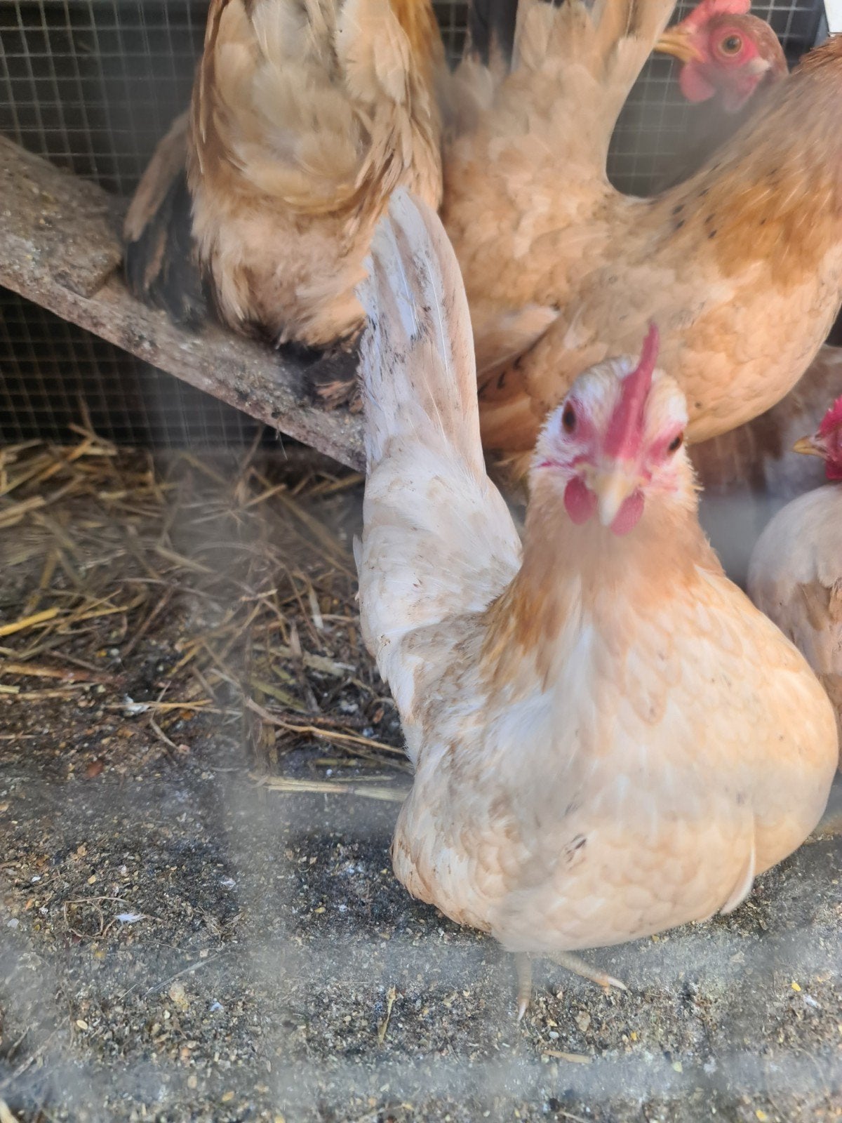 broedeieren serama, Dieren en Toebehoren, Pluimvee, Geslacht onbekend, Kip