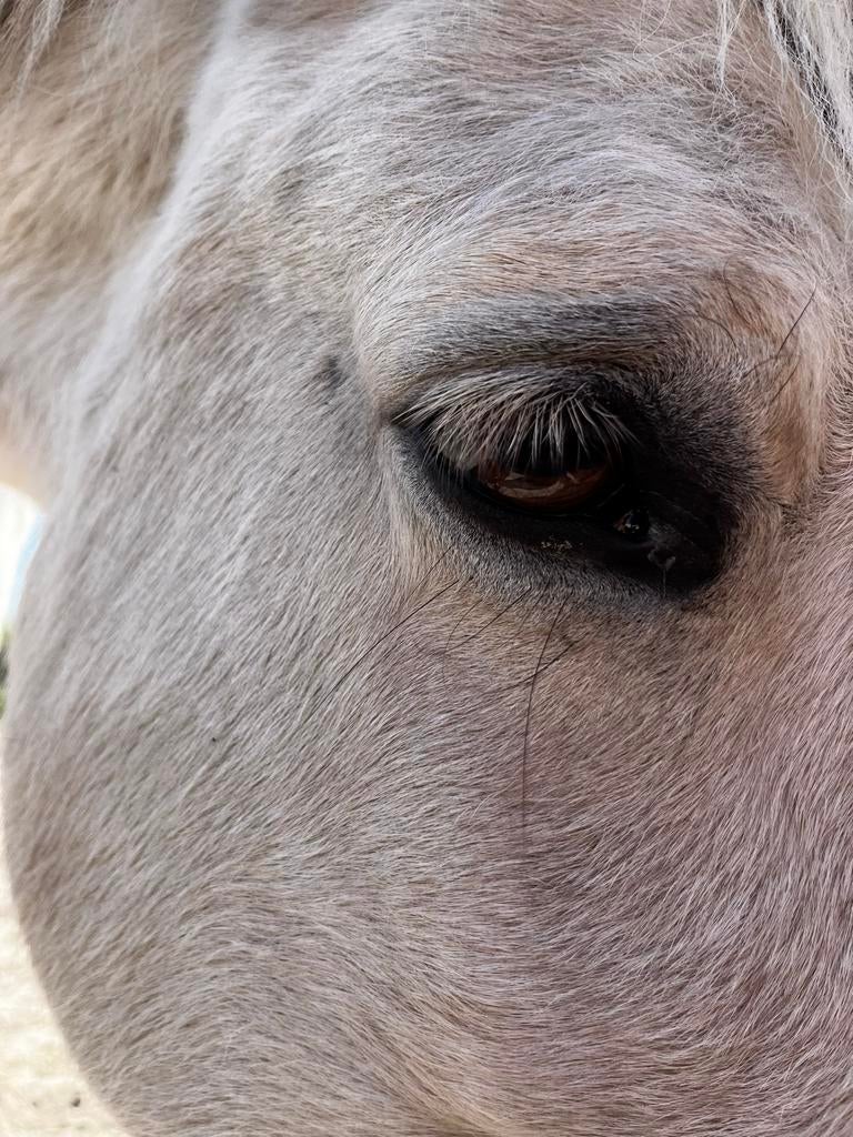 Ponypower - les- paardencoaching - veerkracht, Ophalen, Nieuw