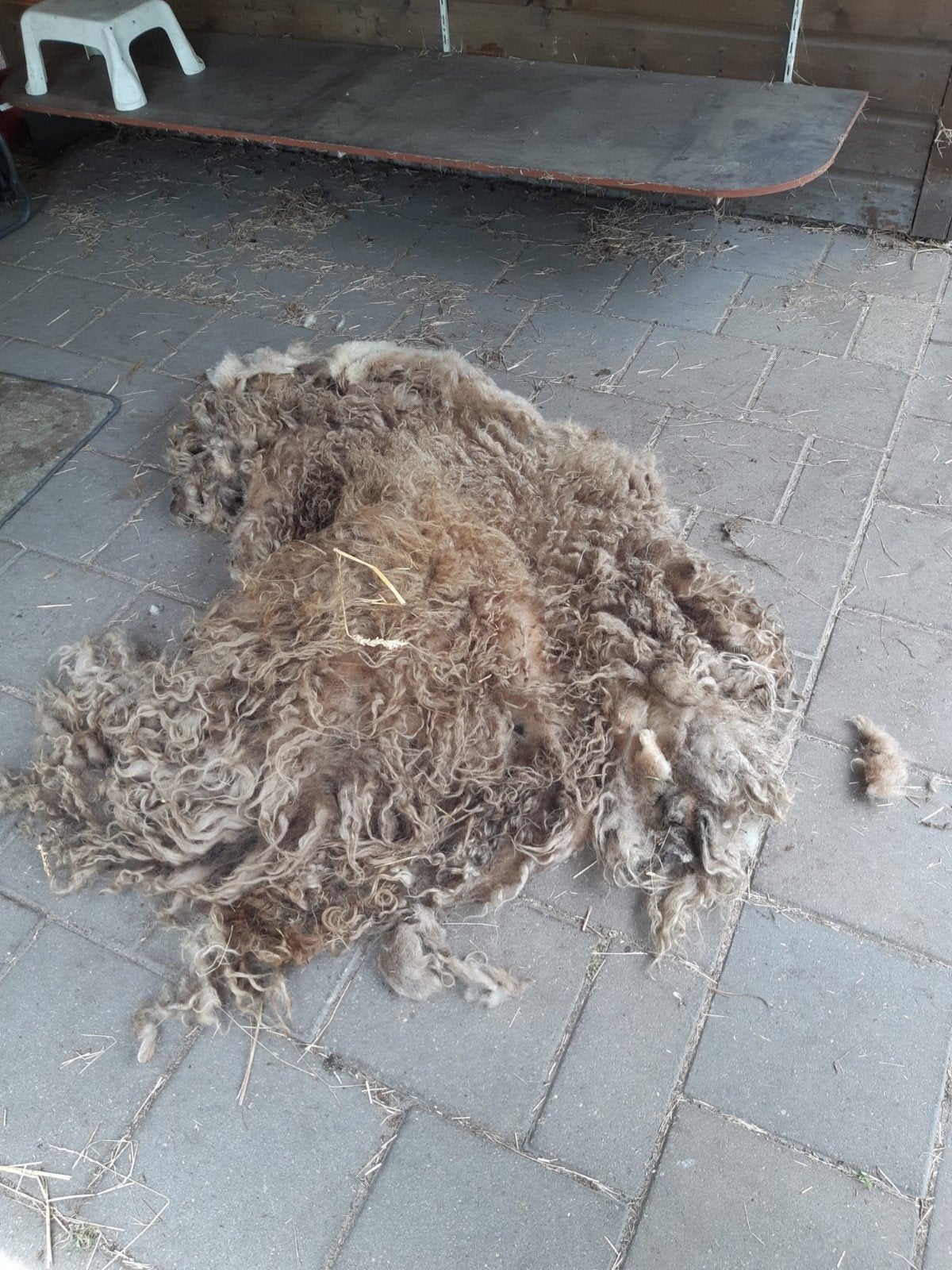 Te koop, Vrouwelijk, Schaap