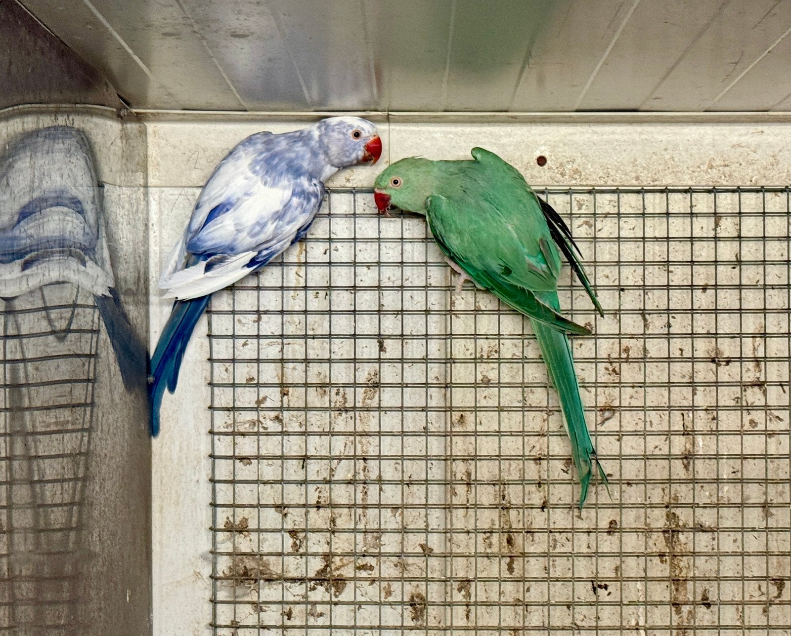 Kweekkoppel halsbandparkieten Recessief Bont, Meerdere dieren, Parkiet, Geringd