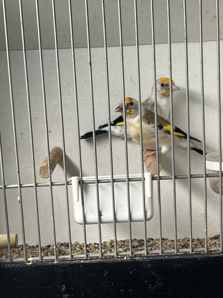 Major putters, Meerdere dieren, Wildzangvogel, Geringd