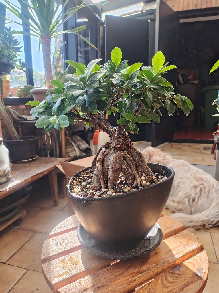 Ficus microcarpa,bonsai, Ficus, In pot, Minder dan 100 cm, Halfschaduw