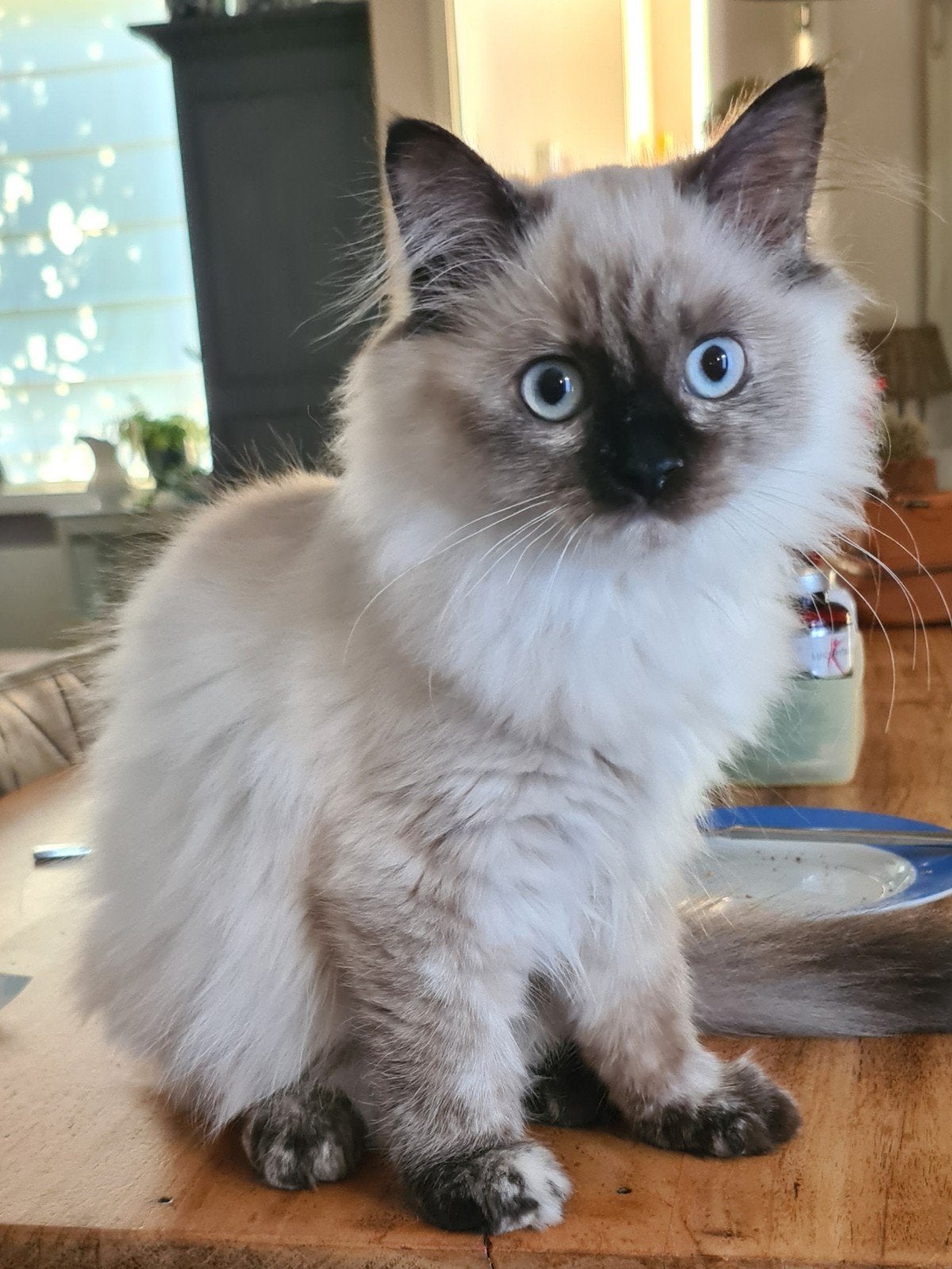 prachtig poesje kruising Pers X Neva Masquerade, Dieren en Toebehoren, Poes, Ontwormd, 0 tot 2 jaar