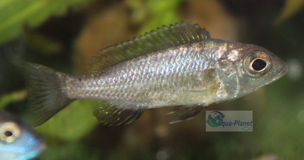 Cyrtocara elektra, Dieren en Toebehoren, Vissen | Aquariumvissen, Vis, Zoetwatervis