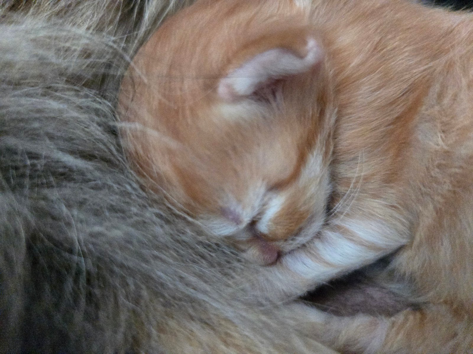 Maicoon kittens