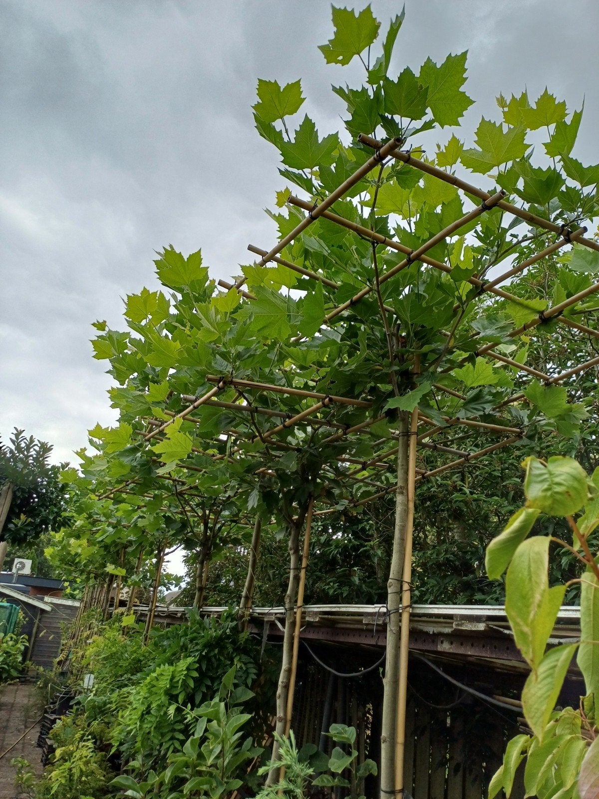 Aanbieding dakplataan met rek., Tuin en Terras, Overige soorten, 100 tot 250 cm, Zomer, Ophalen
