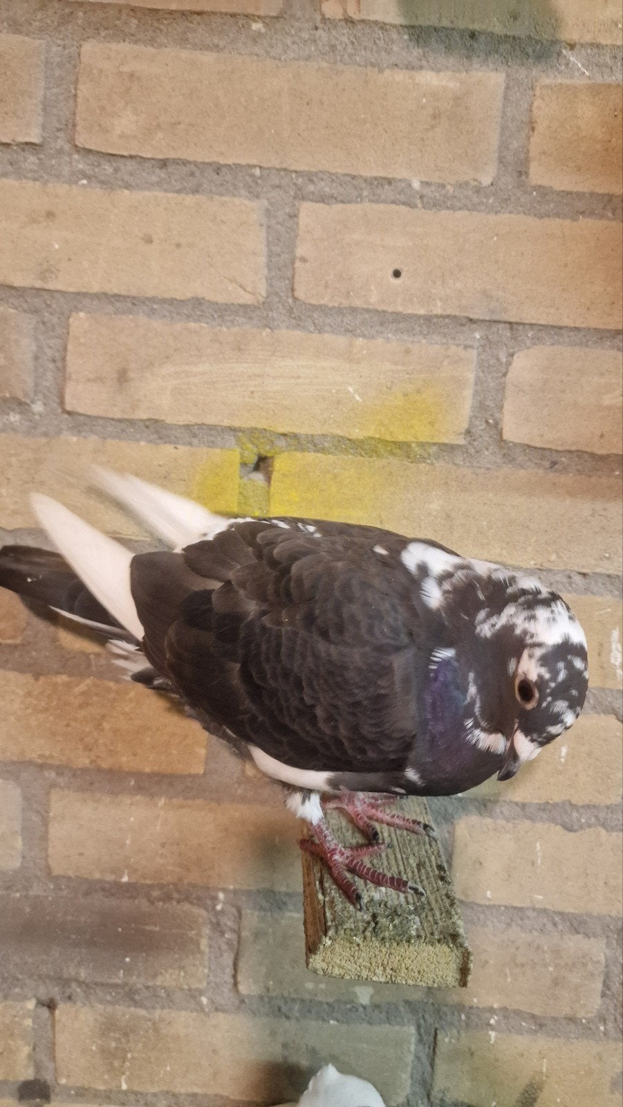 Postduif, Mannelijk, Postduif