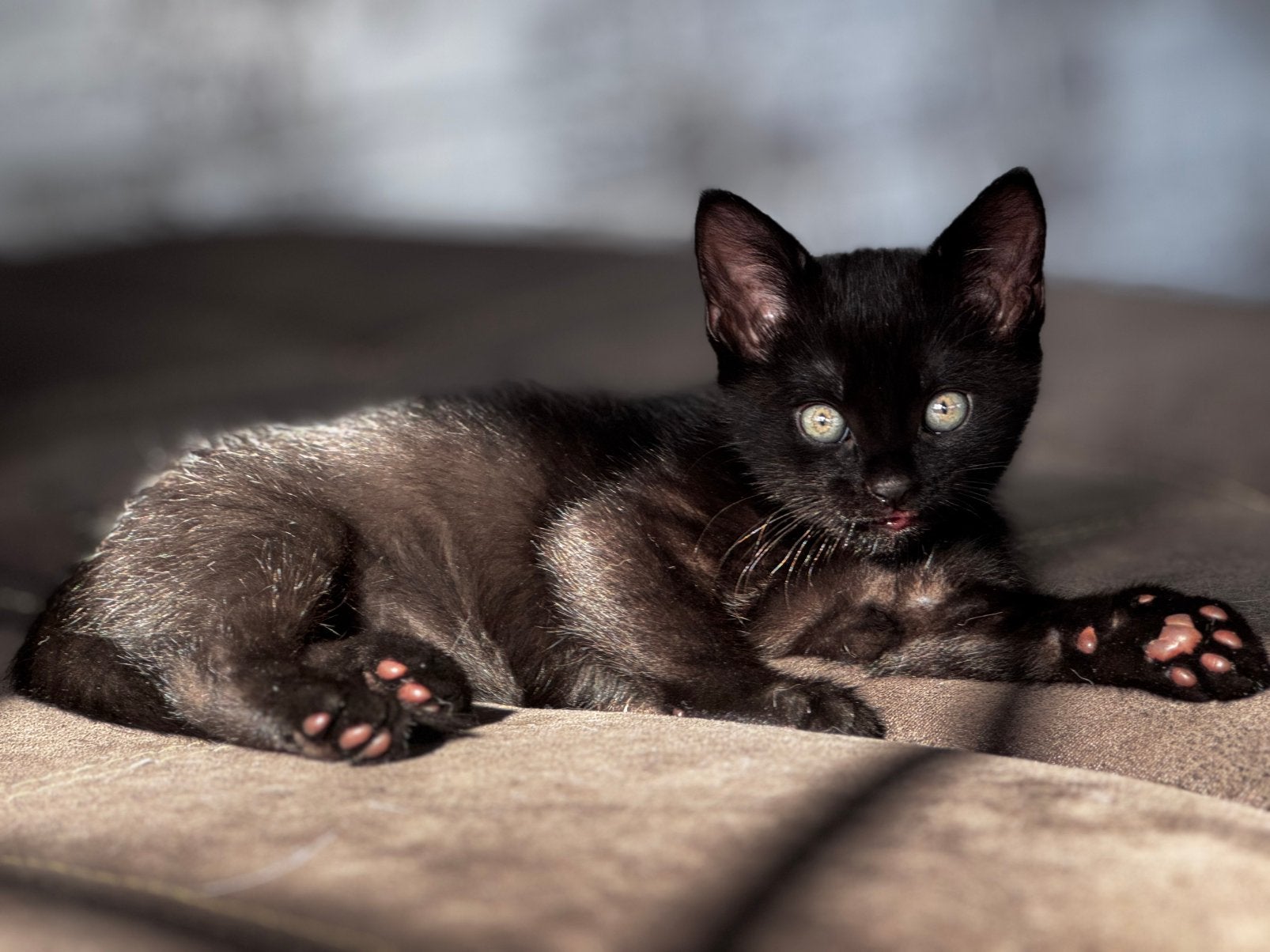 Lieve sociale kittens te koop, Dieren en Toebehoren, Katten en Kittens | Overige Katten, Meerdere dieren