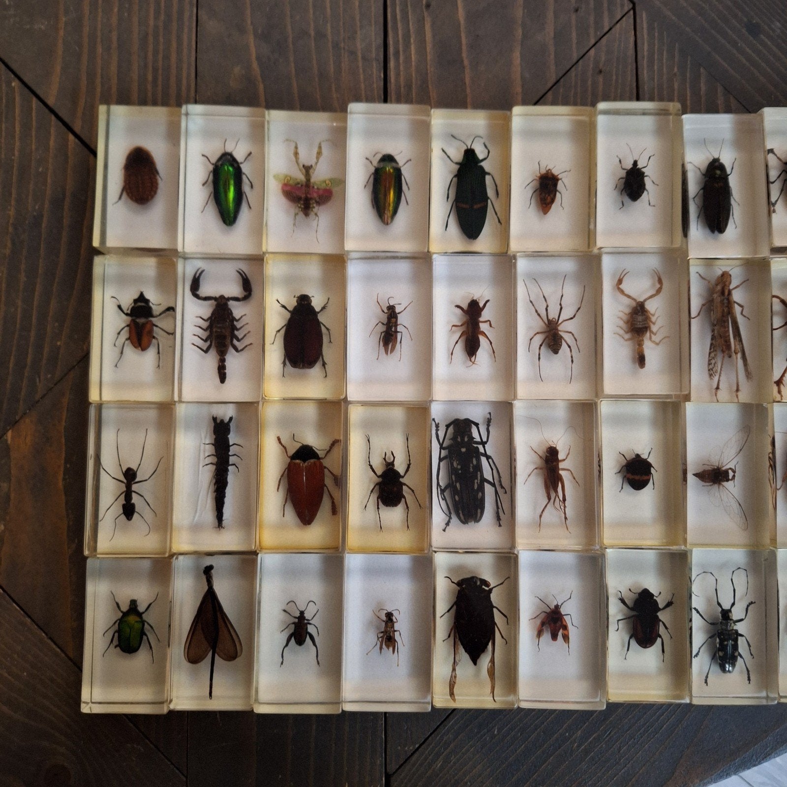 Grote collectie insecten in harsblokjes - 49 stuks, Ophalen of Verzenden, Zo goed als nieuw, Insect, Overige typen