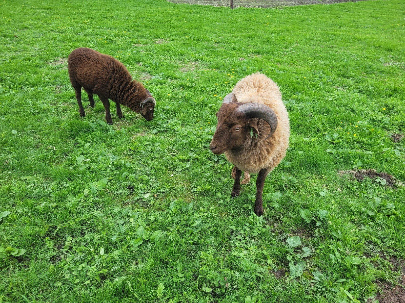 ouessant ram lammeren, Mannelijk, Schaap