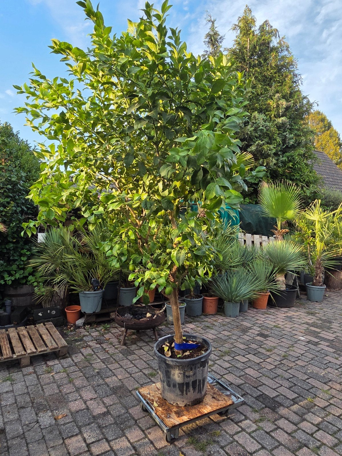 Grote Citrus Lemon boom (ca. 250 cm) met eetbare vruchten, Ophalen, Volle zon, Overige soorten