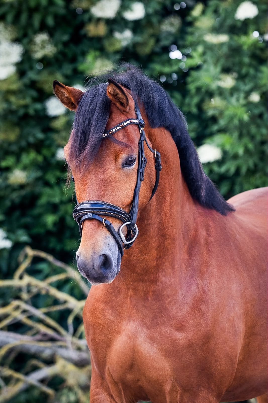 Gave, brave 3 jarige Duitse sportpony, Dieren en Toebehoren, Pony's, Met stamboom, Ruin, Dressuurpony, Zadelmak