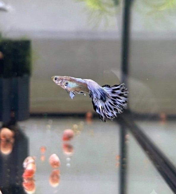 Blue ivory guppies, Dieren en Toebehoren, Vis