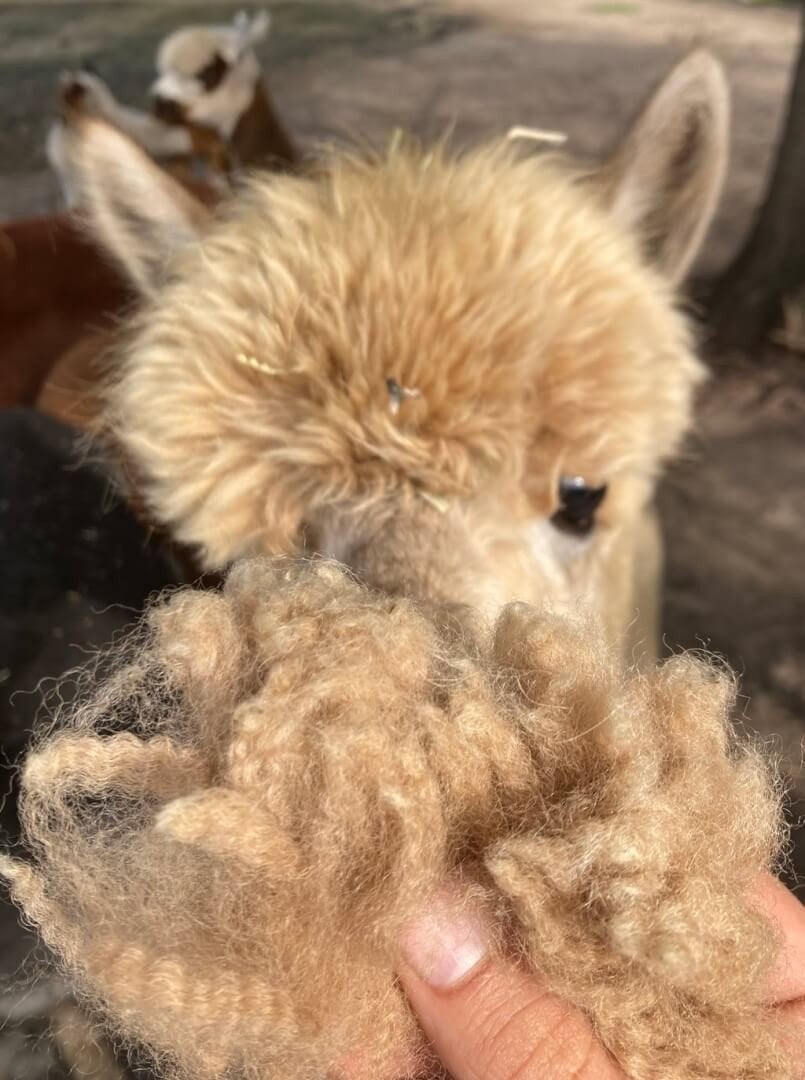 Gratis mooie alpaca en schapen wol, Hobby en Vrije tijd, Ophalen of Verzenden, Spinwol