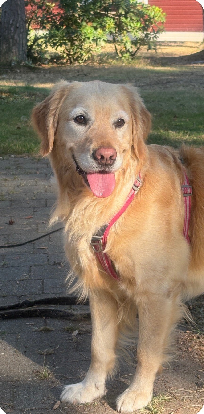 Nestaankondiging Golden Retriever Pups, Dieren en Toebehoren, Golden retriever, CDV (hondenziekte), 8 tot 15 weken, Meerdere