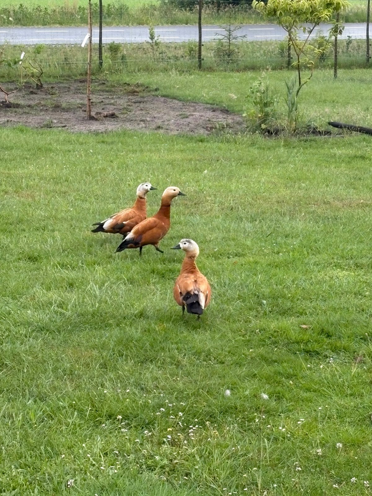 Mooie Casarca vrouw, Dieren en Toebehoren, Vrouwelijk, Eend