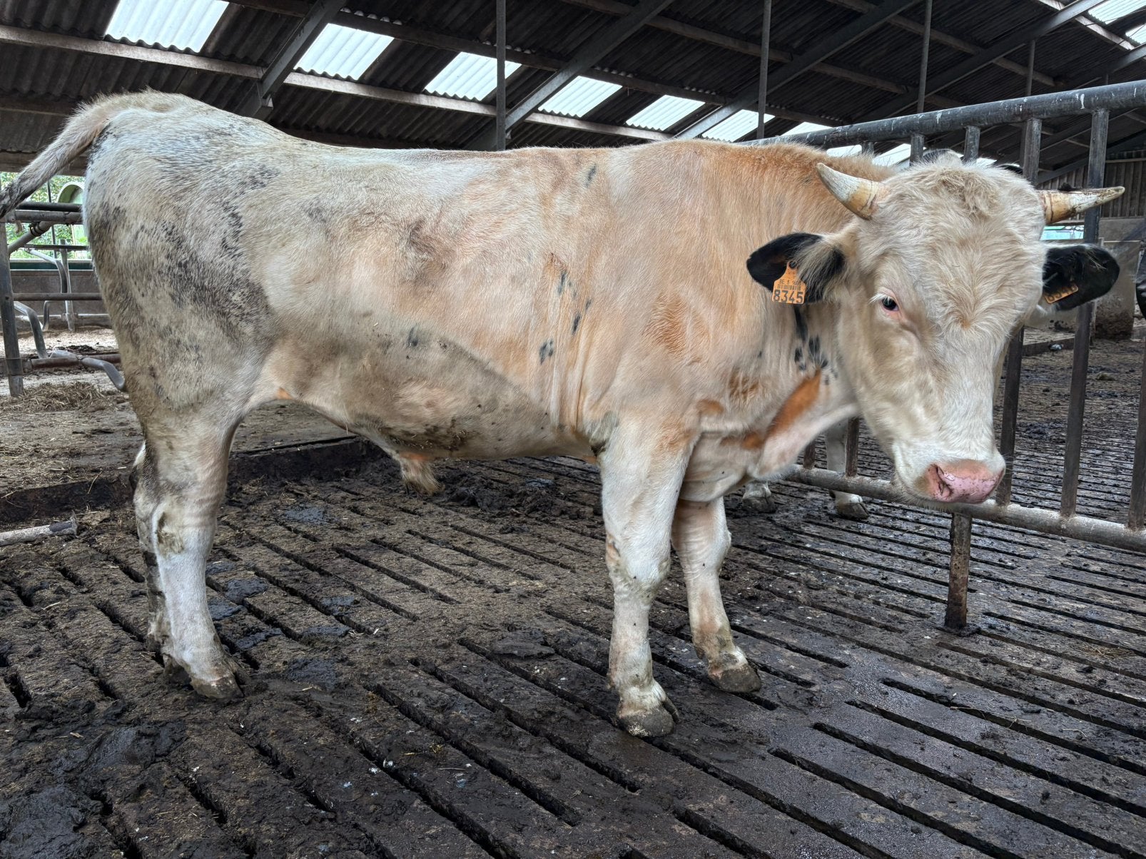 Twee mooie bb dekstieren en lakenvelder stier, Dieren en Toebehoren, Mannelijk, 0 tot 2 jaar