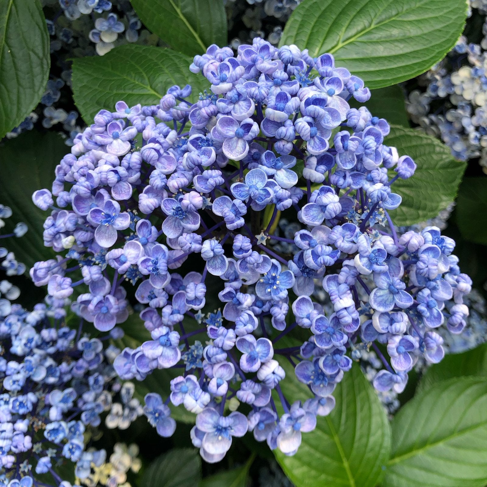Goed gewortelde stek Hortensia, Tuin en Terras, Ophalen, Overige soorten, Halfschaduw