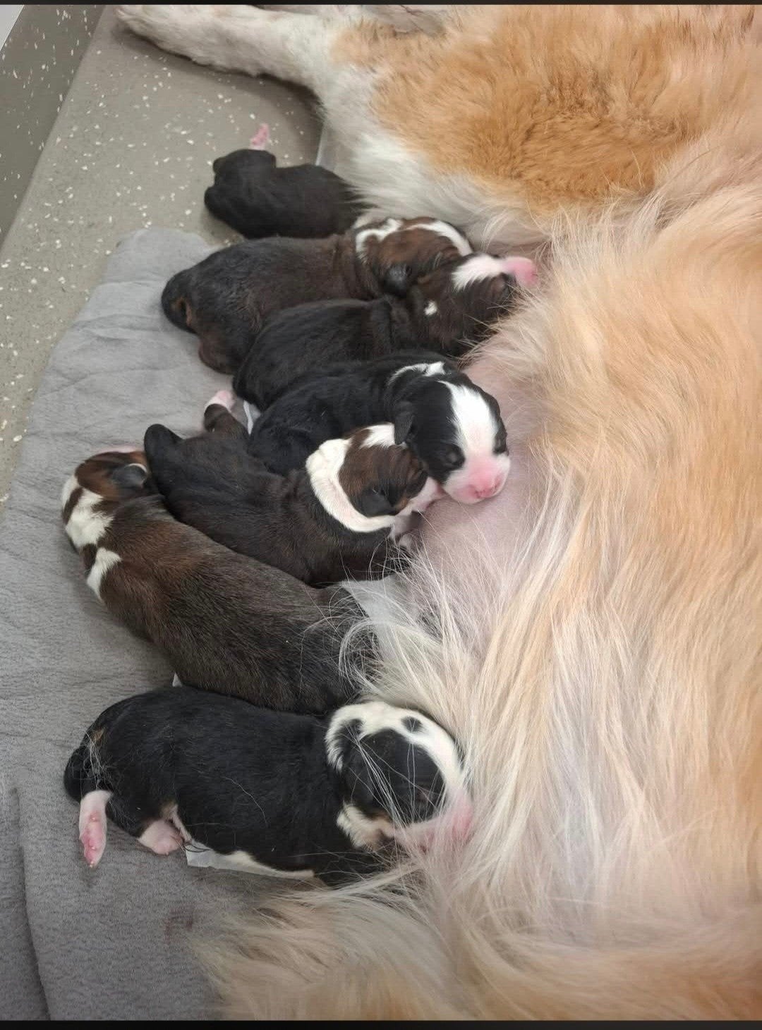 Pyreneese berghond x leonberger/ bernersennen, Parvo, 8 tot 15 weken, Groot, Meerdere