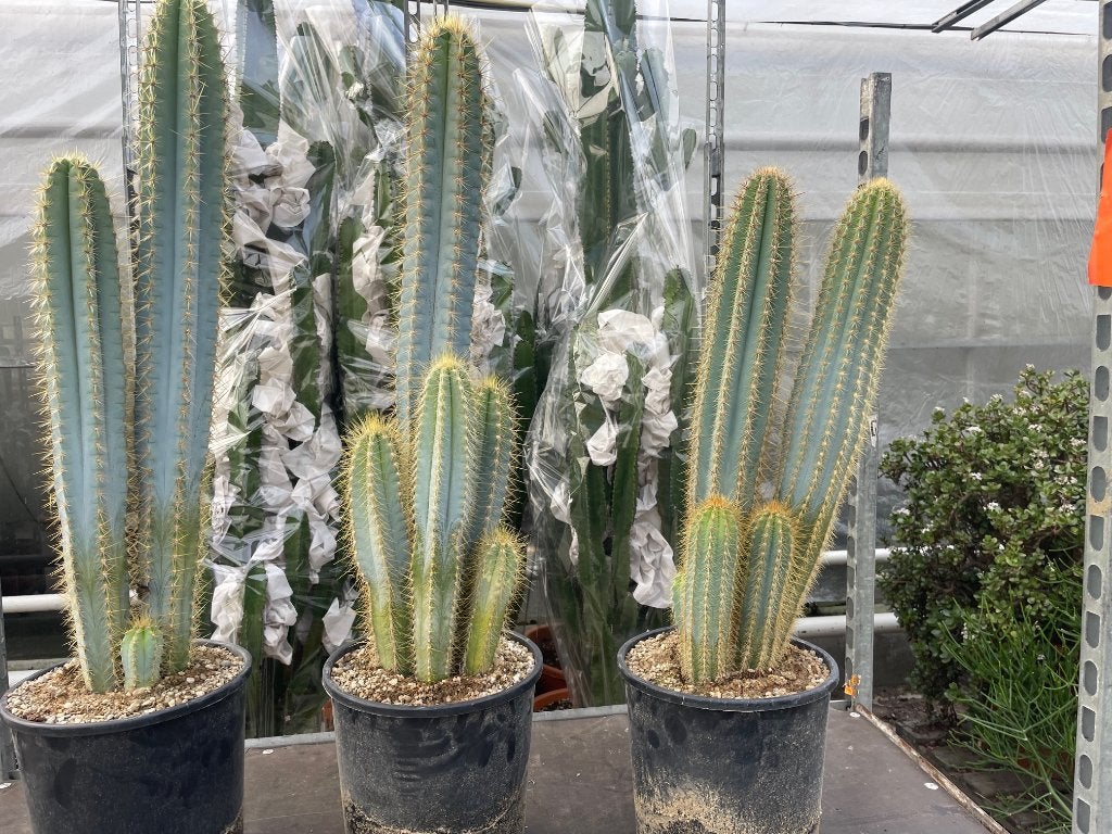 Cactus Pilocereus Azureus fraai blauw soort in de 25 cmpot, Ophalen of Verzenden, Minder dan 100 cm, Bloeiende kamerplant, Volle zon