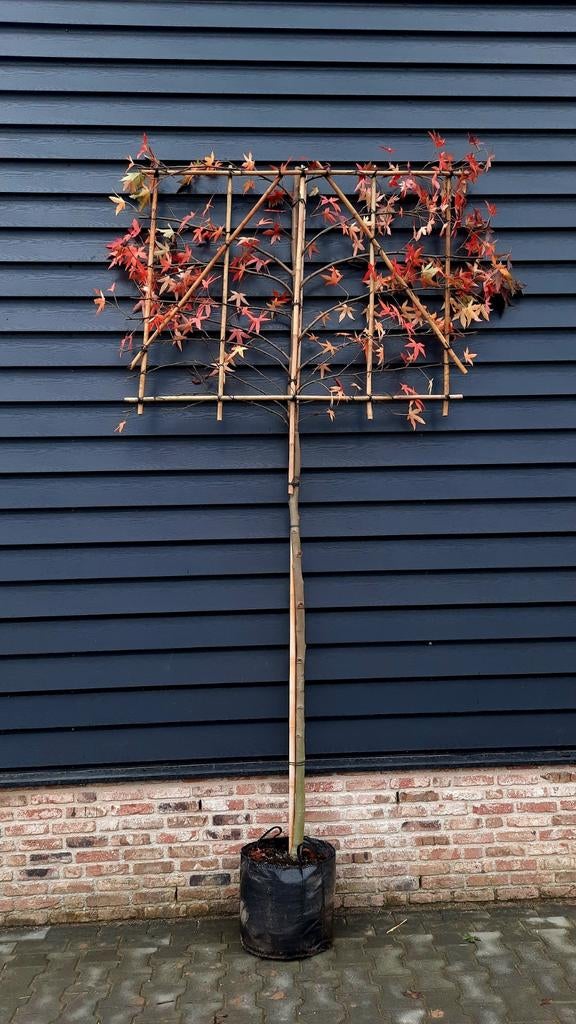 Liquidambar Styraciflua 'Worplesdon' Lei Amberboom 🌿🍁, Tuin en Terras, Planten | Bomen, Ophalen, Volle zon, Overige soorten