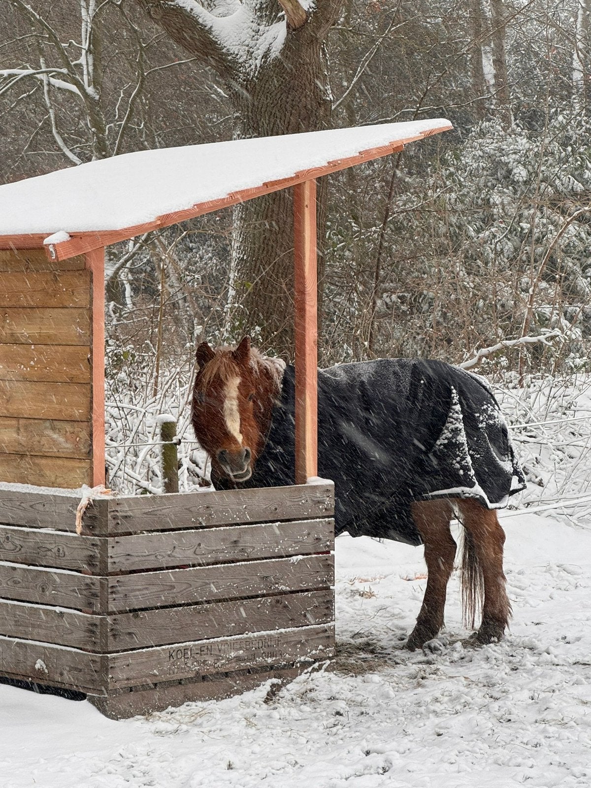 Superfijn plekje in Glimmen beschikbaar voor paard of pony