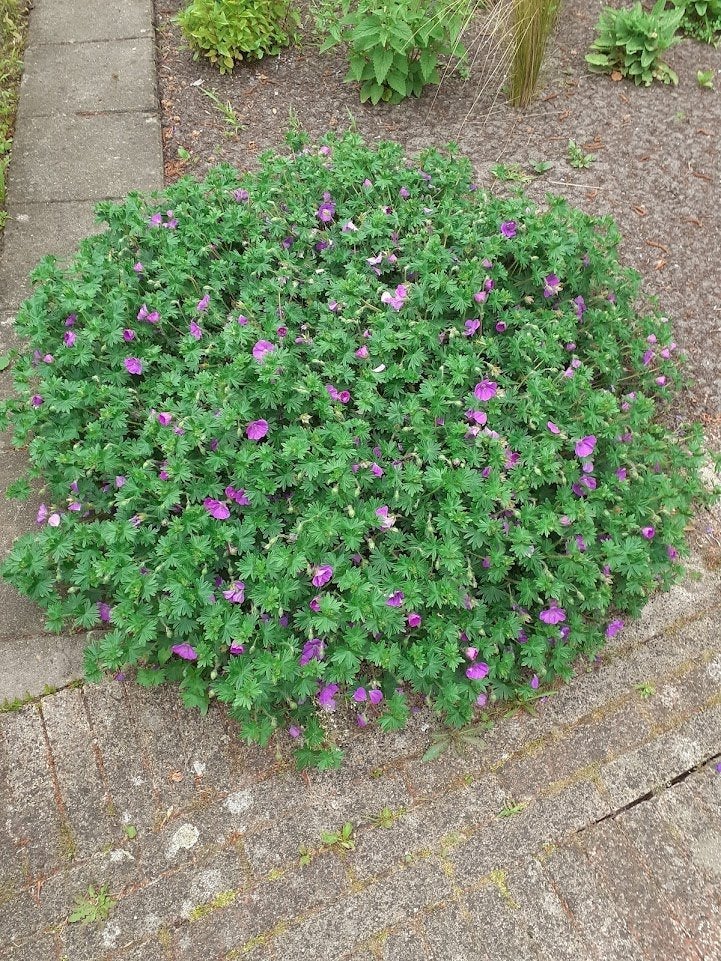 Geranium sanguineum, bloedooievaarsbek, Bodembedekkers, Volle zon, Vaste plant, Ophalen of Verzenden