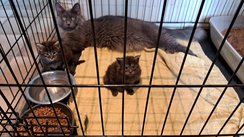 Maine coon poesje, Dieren en Toebehoren, Hondenbenches, Ophalen of Verzenden